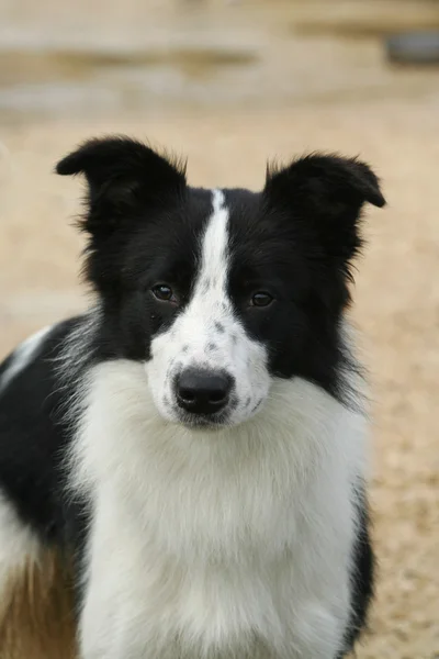 Fronteira Collie cão — Fotografia de Stock