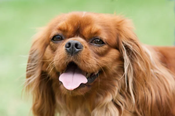 Cavalier King hond — Stockfoto