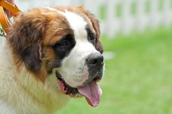 Cão santo bernard — Fotografia de Stock