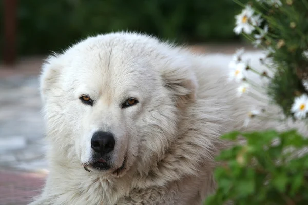 Maremma çoban köpeği bahçesinde