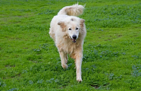 Maremma perro pastor corriendo —  Fotos de Stock