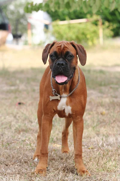 Boxer kutya a kertben — Stock Fotó