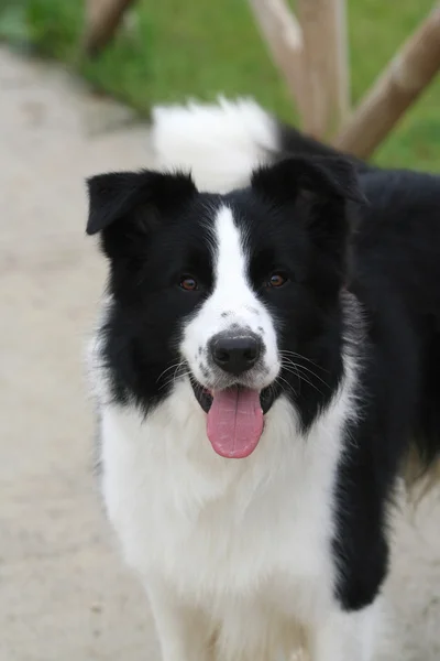 Fronteira Collie na Itália — Fotografia de Stock