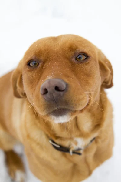 Cão castanho adorável — Fotografia de Stock