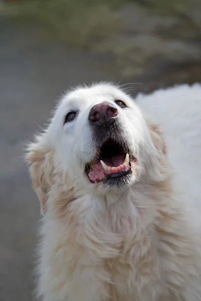 Cão branco adorável — Fotografia de Stock