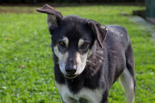 Cão preto adorável — Fotografia de Stock