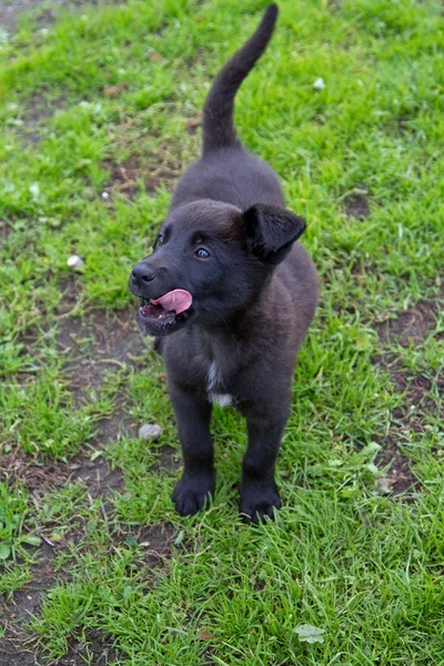 愛らしいブラック子犬 — ストック写真