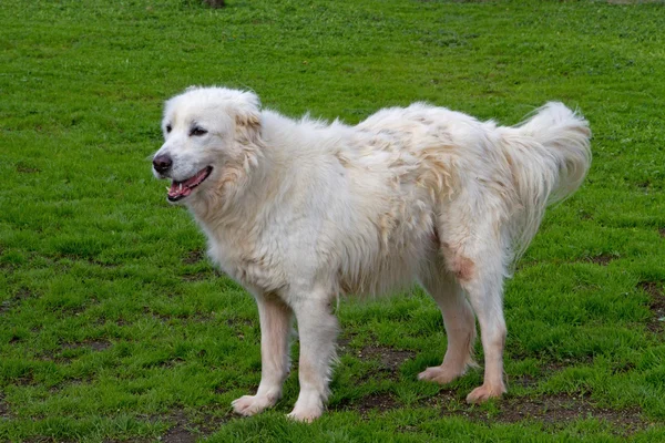 Maremma cão pastor brincando no parque — Fotografia de Stock