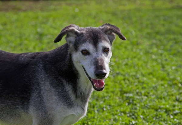 Cão bonito olha para a câmera — Fotografia de Stock