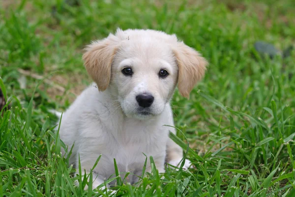 Maremma sheepdog i trädgården — Stockfoto