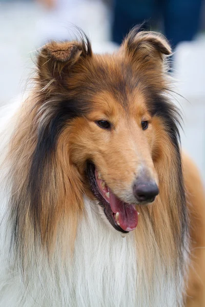 Collie brincando no parque — Fotografia de Stock