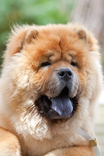 Ritratto di cane nel giardino in Italia — Foto Stock