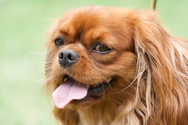 Retrato de cão no jardim na Itália — Fotografia de Stock