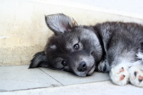 Filhote de cachorro cinza engraçado — Fotografia de Stock