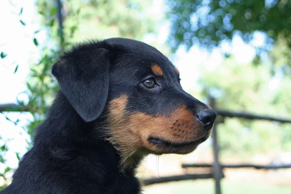 Cão no jardim — Fotografia de Stock