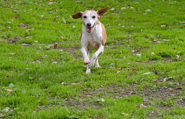 Cão correndo no jardim — Fotografia de Stock