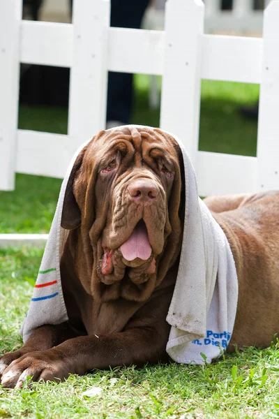 Napoliten Mastiff havlu ile