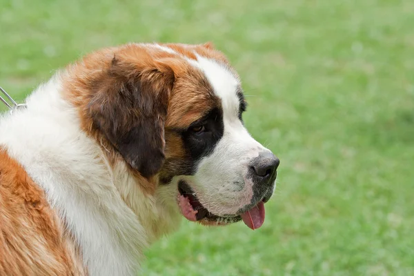 Cão santo bernard — Fotografia de Stock