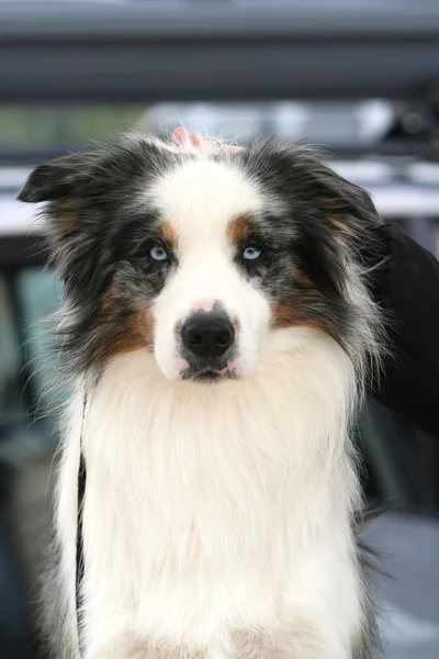 Cane con gli occhi azzurri — Foto Stock