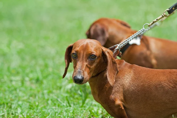 Cão dachshund no jardim — Fotografia de Stock