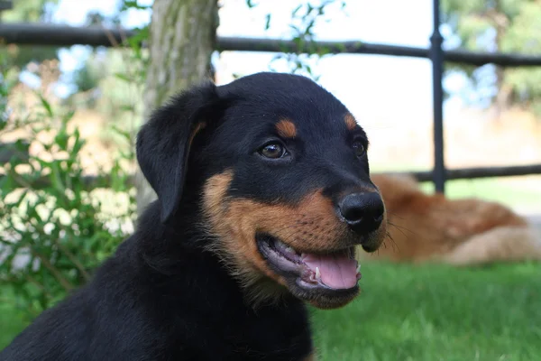 Schattig zwarte hond — Stockfoto