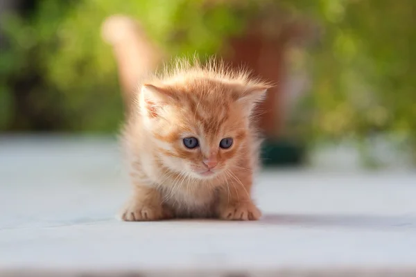 Little kitten in the garden — Stock Photo, Image