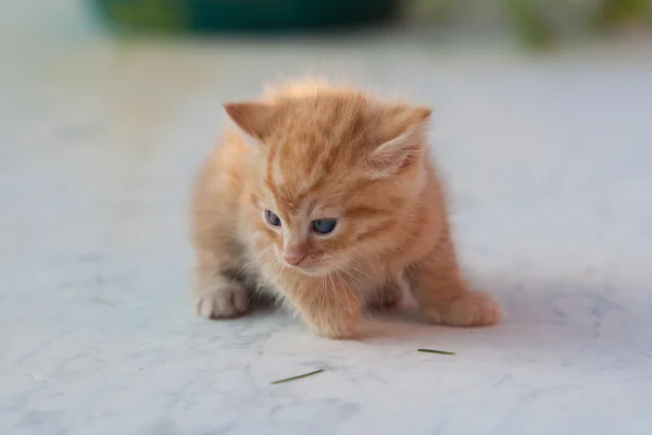Červené malé kotě — Stock fotografie