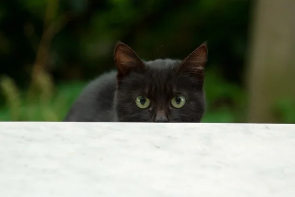 Černá kočka na zahradě — Stock fotografie