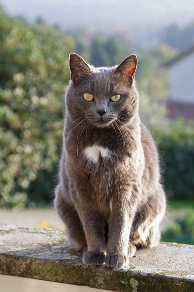 Bahçe Chartreaux kedi