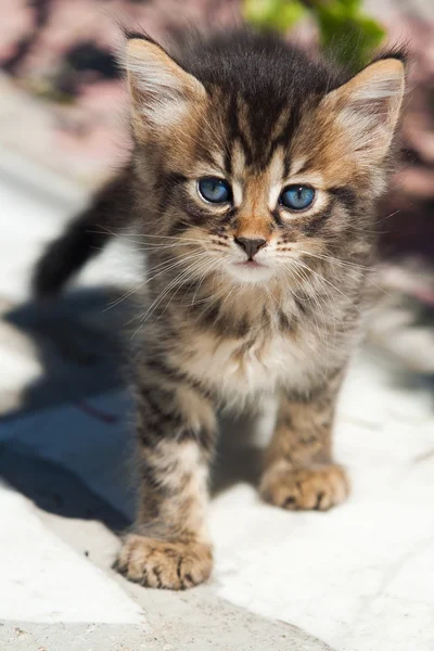 Pequeño gatito en Italia — Foto de Stock