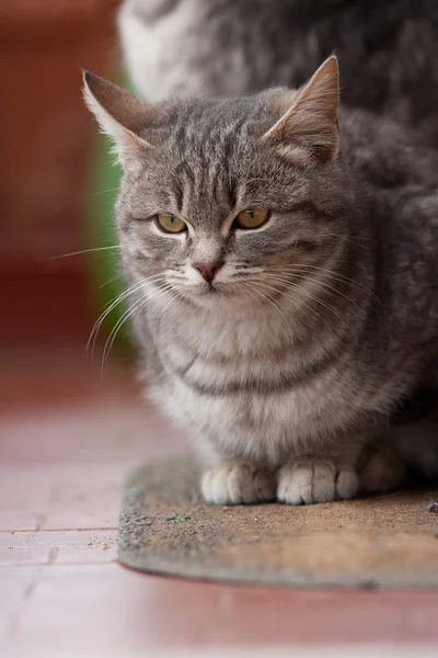 Pequeño gato gris — Foto de Stock