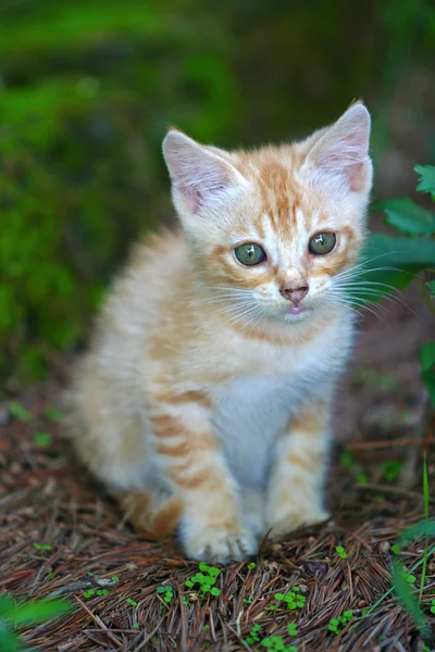 Retrato Gato Rojo — Foto de Stock