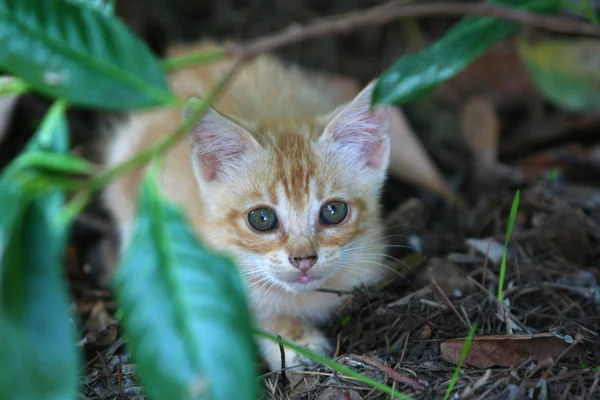 Malé kotě mezi listy — Stock fotografie