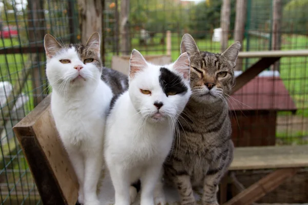 Muhafaza içinde üç kedi