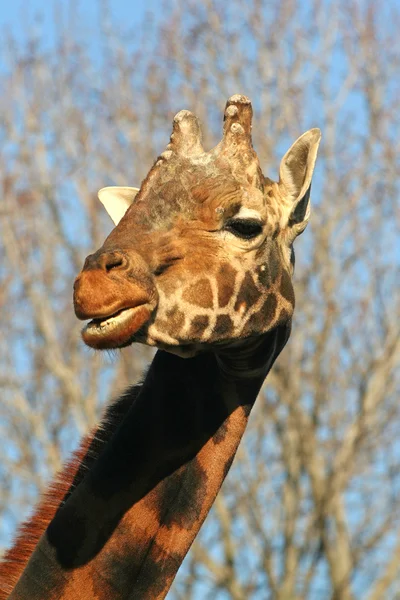 Giraffe im Garten — Stockfoto