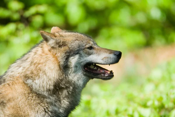 Wolf in Germany — Stock Photo, Image