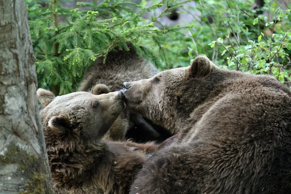 森の中でクマします。 — ストック写真