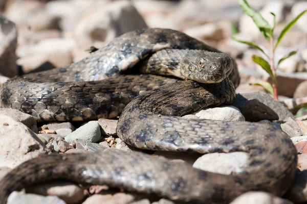 Serpente nas rochas — Fotografia de Stock