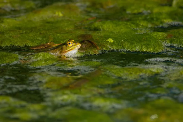 Rana en el estanque — Foto de Stock