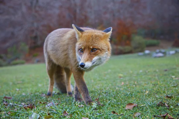 Red fox in autumn — Stock Photo, Image