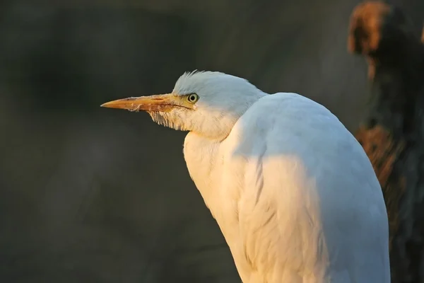 Heron guard oxen — Stock Photo, Image