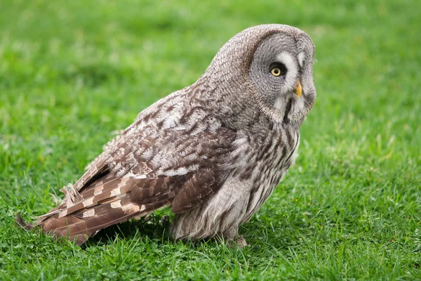 Great Gray Owl in the garden — Stock Photo, Image