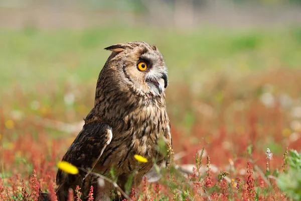 Owl in de tuin — Stockfoto