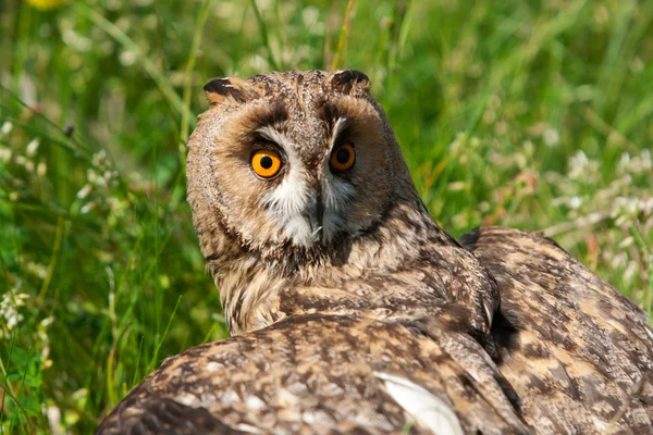 Owl on grass — Stock Photo, Image