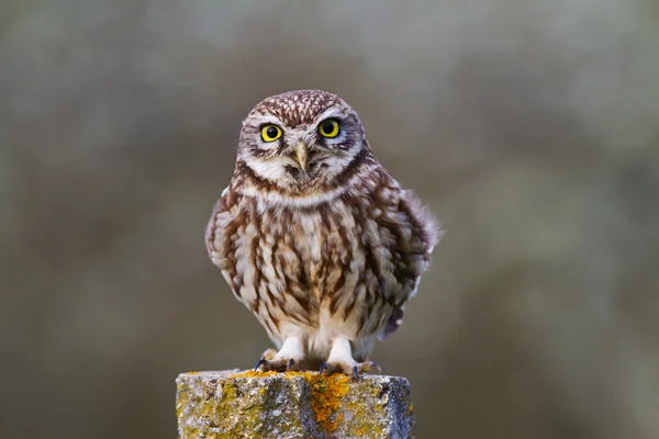 Owl in de tuin — Stockfoto