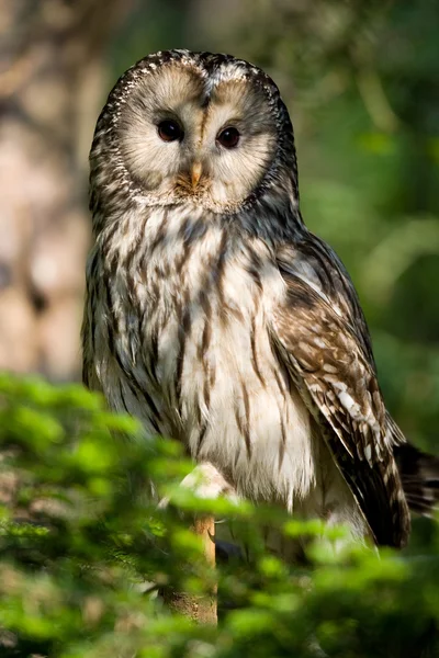 Búho Ural en el árbol — Foto de Stock