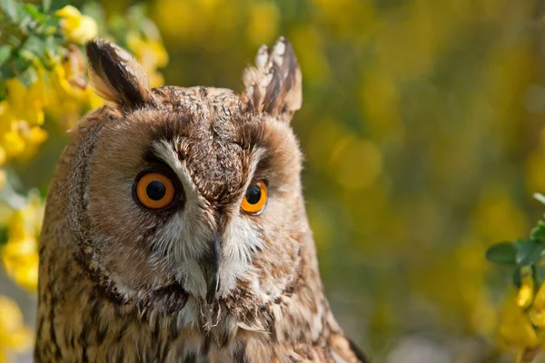 Owl on tree — Stock Photo, Image