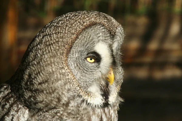 Gran búho gris — Foto de Stock