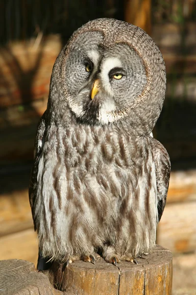 Great Gray Owl — Stock Photo, Image