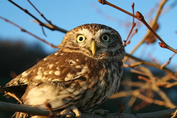 Hibou sur l'arbre — Photo